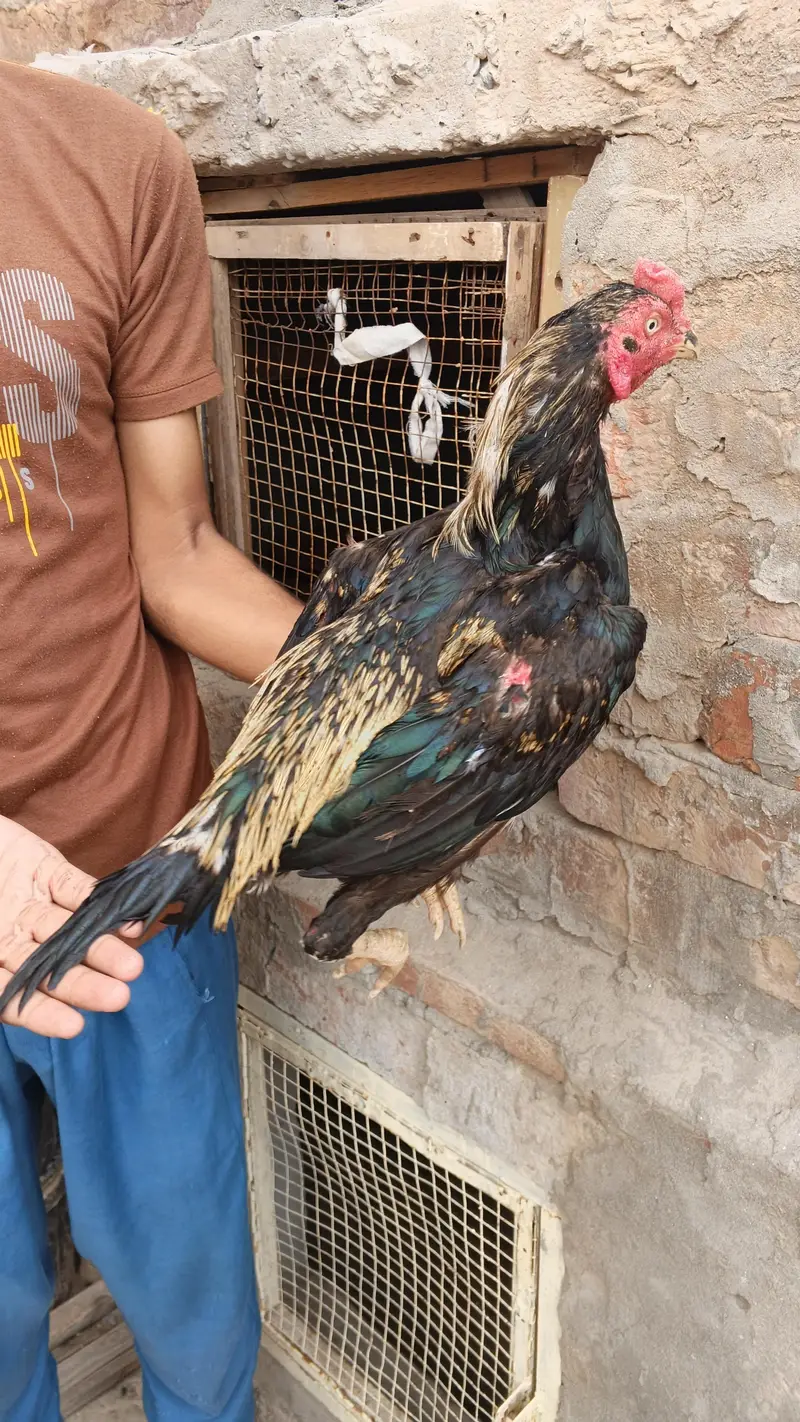 ** Mianwali Pair & 4 Chicks | Healthy & Active** — photo 3