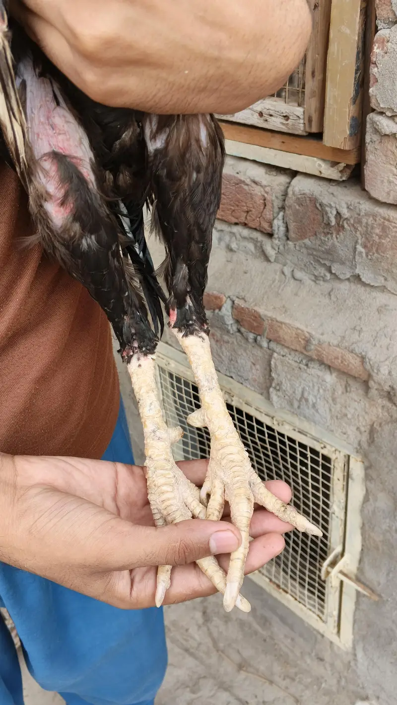 ** Mianwali Pair & 4 Chicks | Healthy & Active** — photo 4