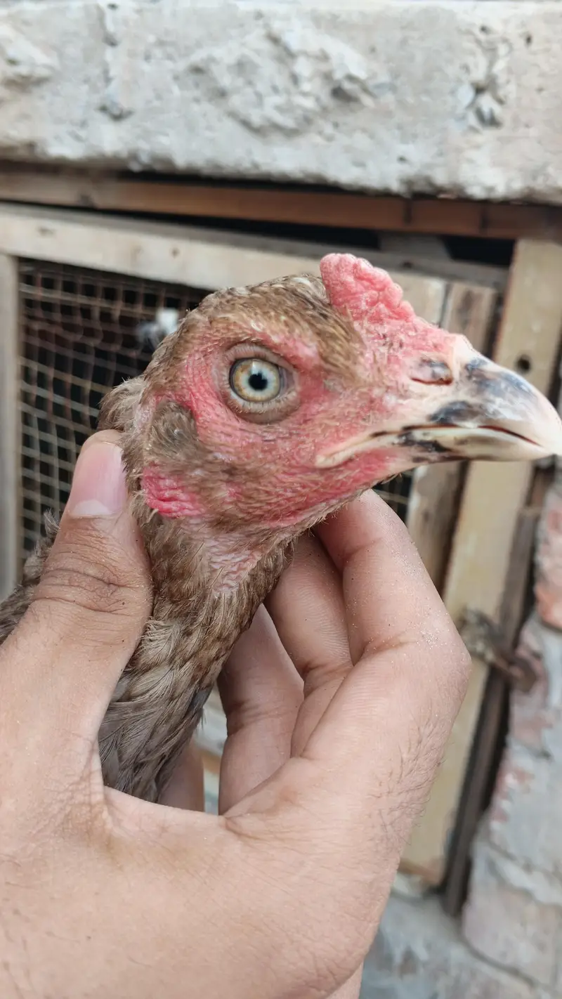 ** Mianwali Pair & 4 Chicks | Healthy & Active** — photo 5