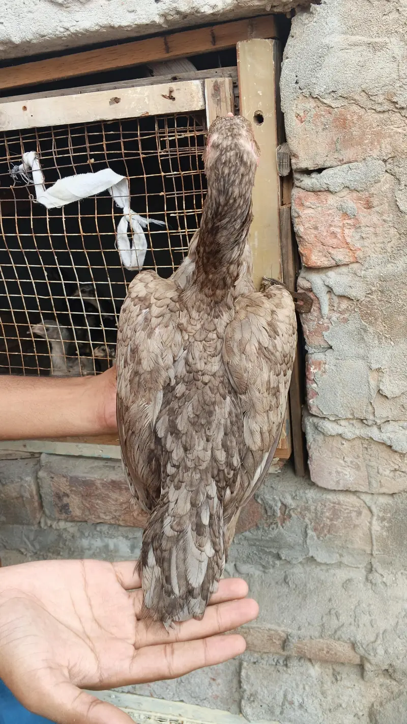 ** Mianwali Pair & 4 Chicks | Healthy & Active** — photo 6
