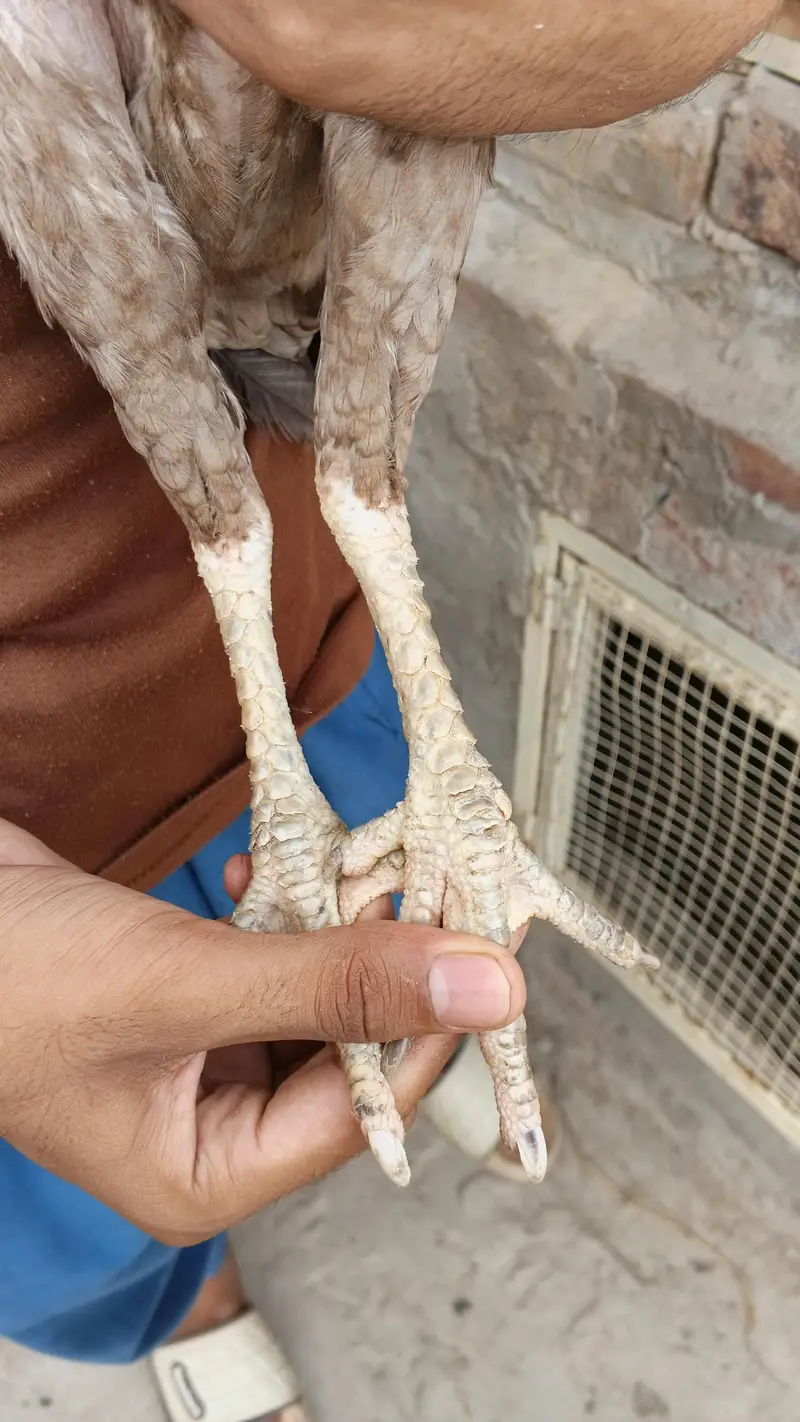 ** Mianwali Pair & 4 Chicks | Healthy & Active** — photo 7