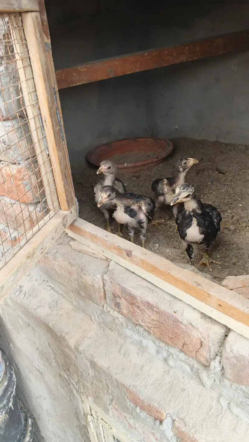 ** Mianwali Pair & 4 Chicks | Healthy & Active** — photo 8