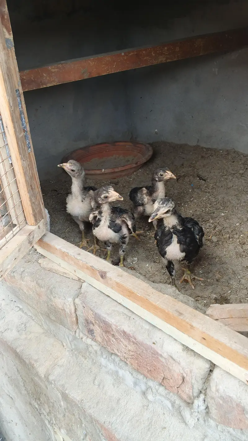 ** Mianwali Pair & 4 Chicks | Healthy & Active** — photo 9