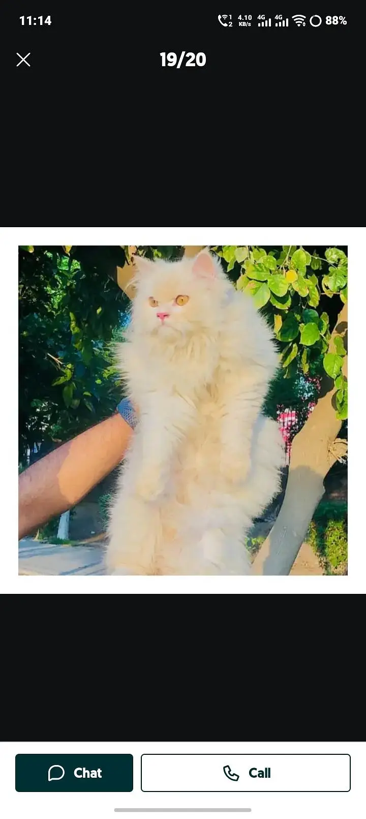 cash on delivery Persian Punch face triple coat cat Kitten — photo 3