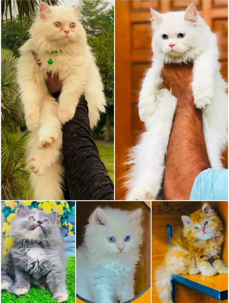 cash on delivery available Persian Punch face triple coat cat Kitten — photo 12