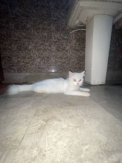 Persian double court pregnant cat