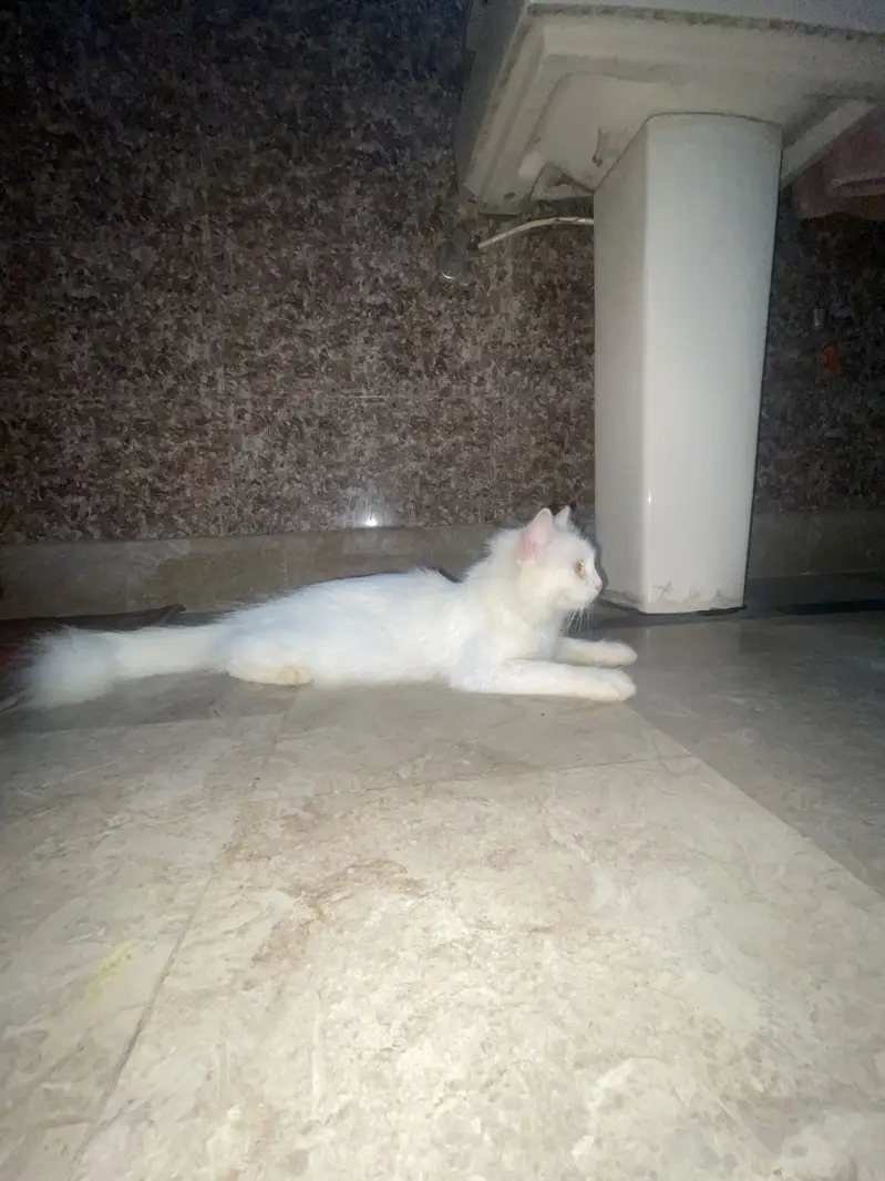 Persian double court pregnant cat — photo 2