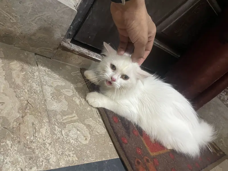 Persian double court pregnant cat — photo 3