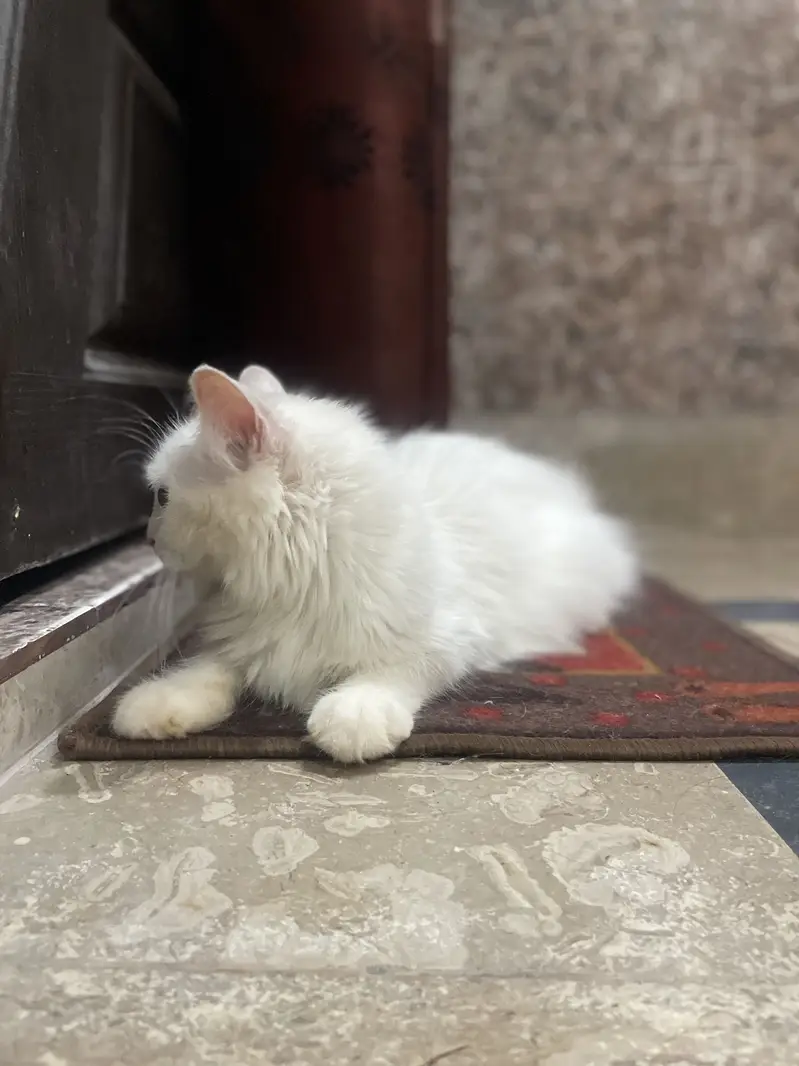 Persian double court pregnant cat — photo 4