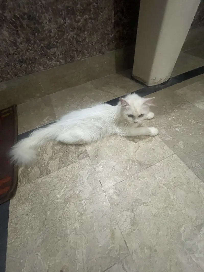 Persian double court pregnant cat — photo 5