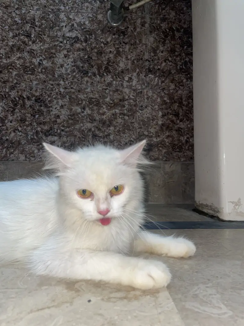 Persian double court pregnant cat — photo 6