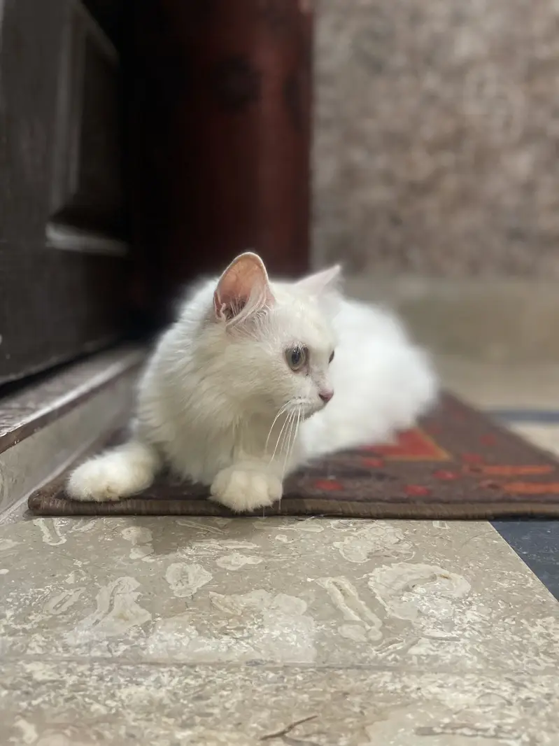 Persian double court pregnant cat — photo 7