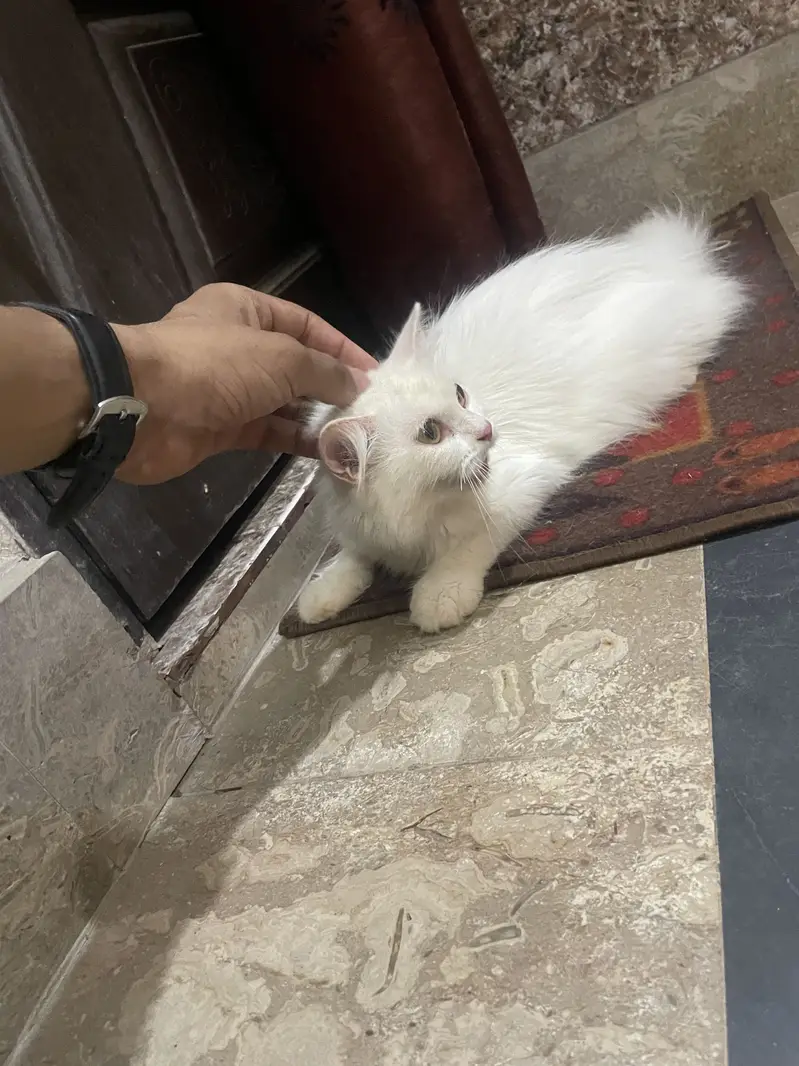 Persian double court pregnant cat — photo 8