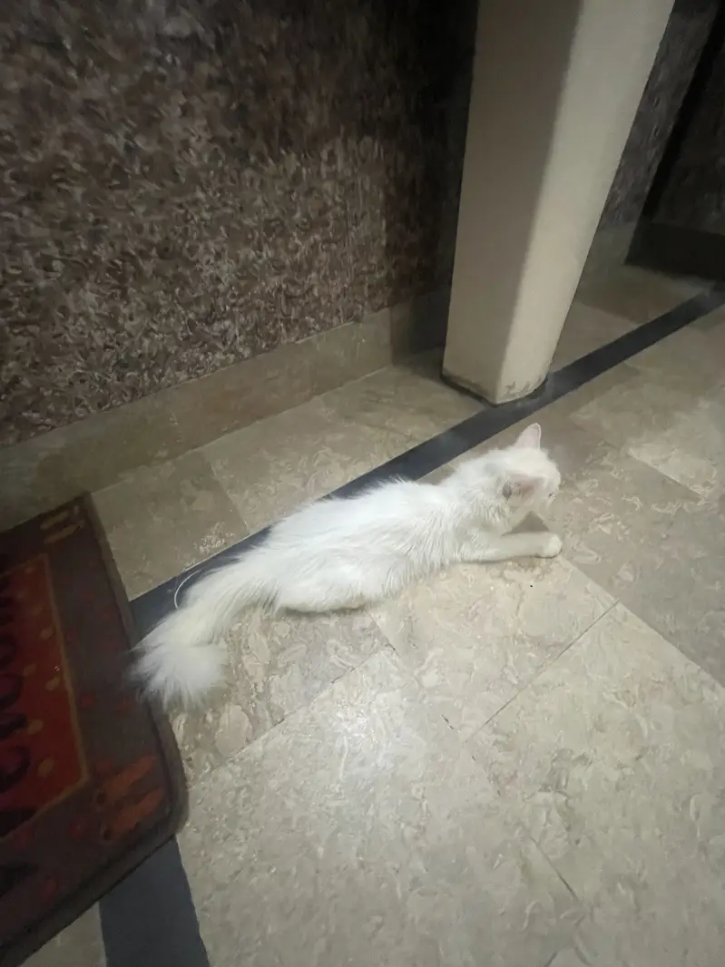 Persian double court pregnant cat — photo 9