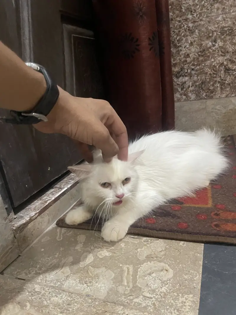Persian double court pregnant cat — photo 10