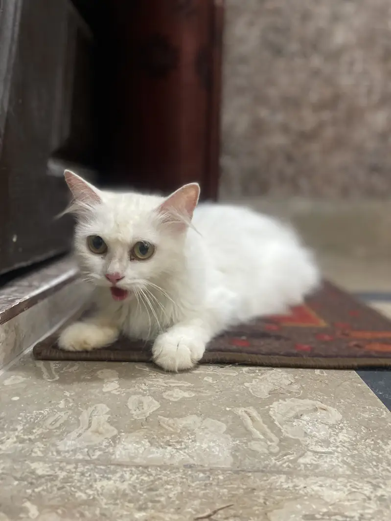 Persian double court pregnant cat — photo 11