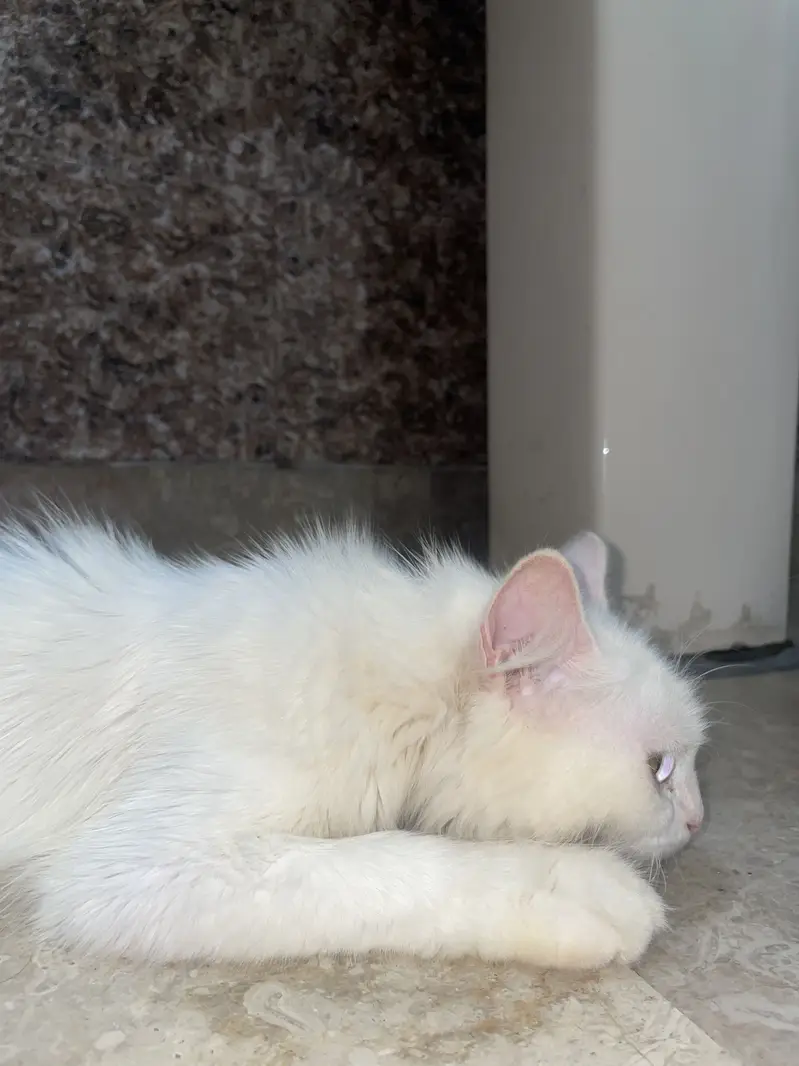 Persian double court pregnant cat — photo 12
