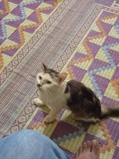 Persian cat and his kitten  and patha for sale