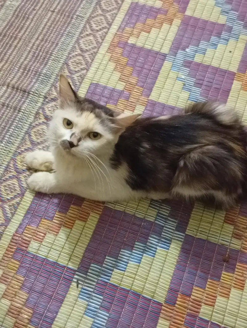 Persian cat and his kitten  and patha for sale — photo 4