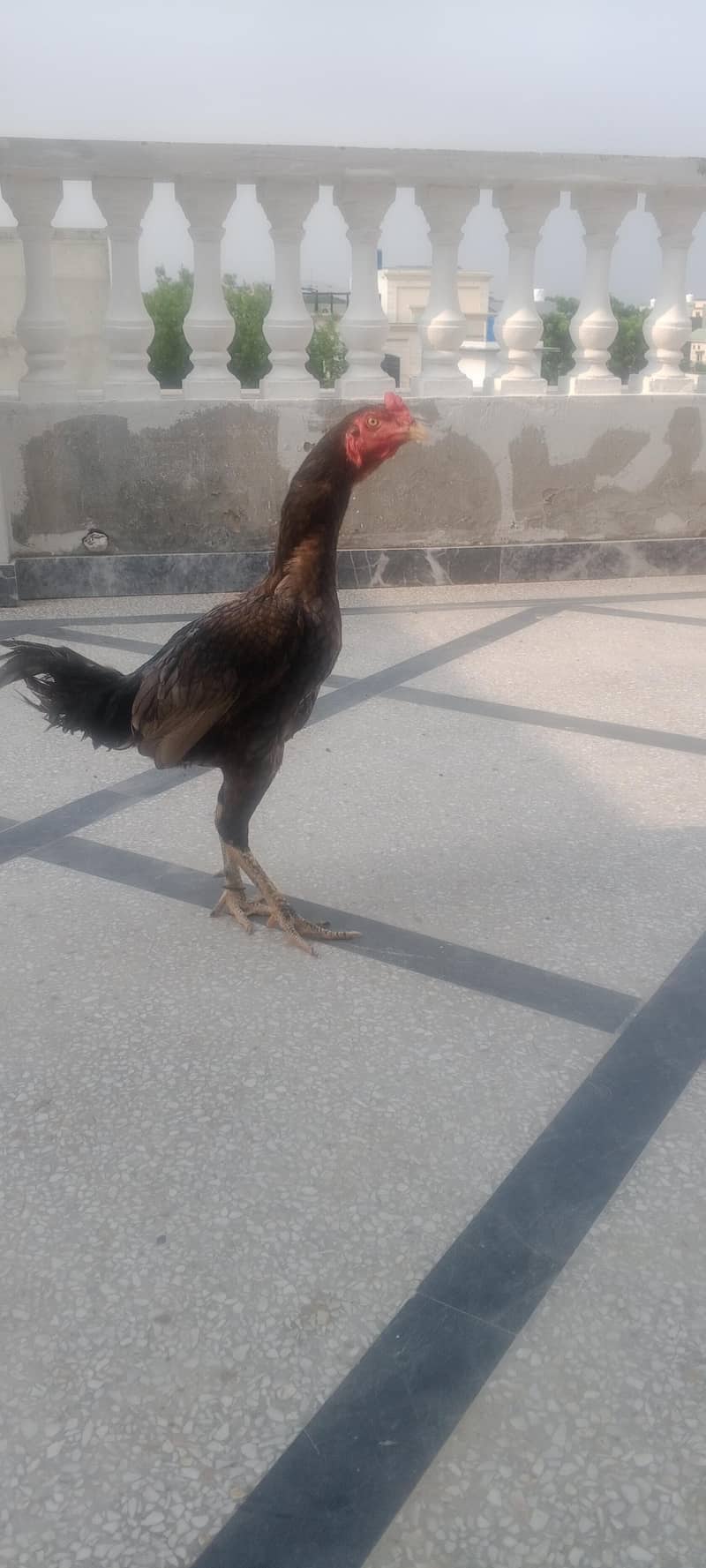 aseel pathar 1