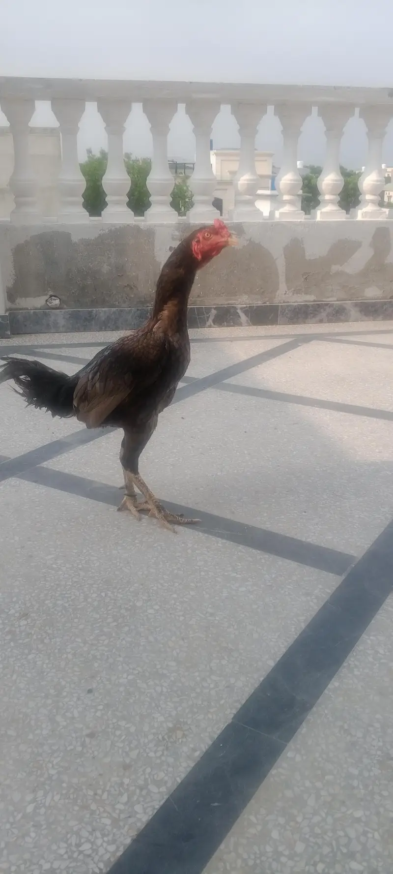 aseel pathar — photo 2