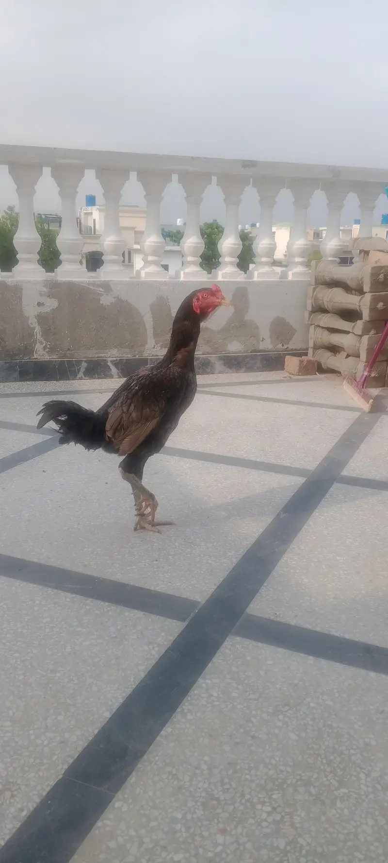 aseel pathar — photo 3