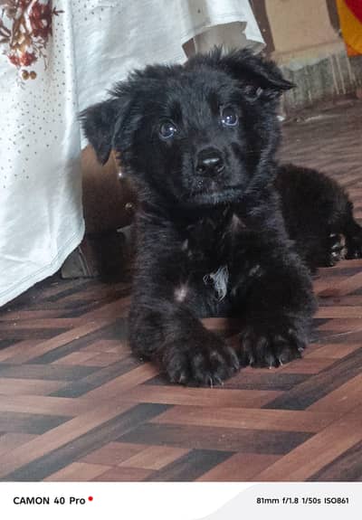 Black Gsd Male Long Coat