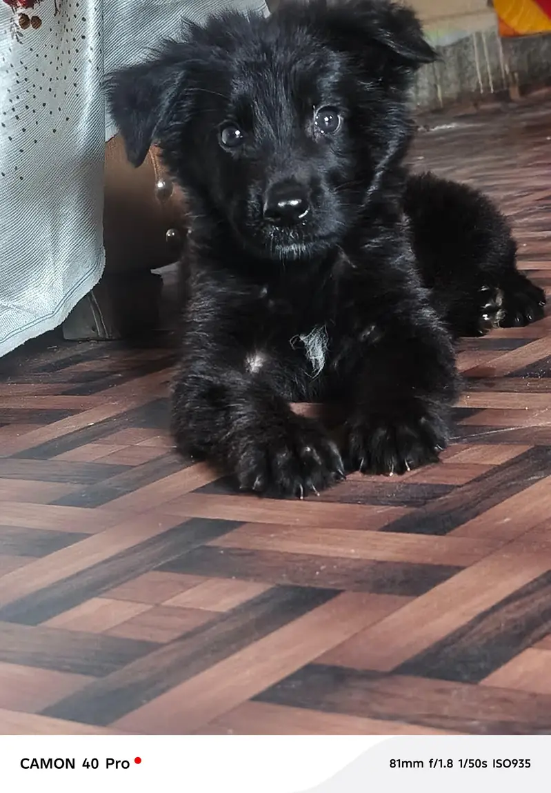 Black Gsd Male Long Coat — photo 2