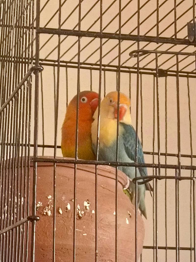 loveb 2
