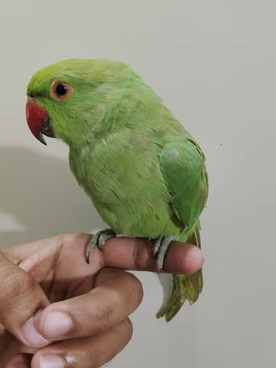 Hand tame ringneck available for sale