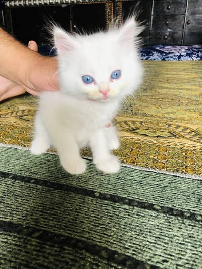 Persian kittens for sale 3 Males