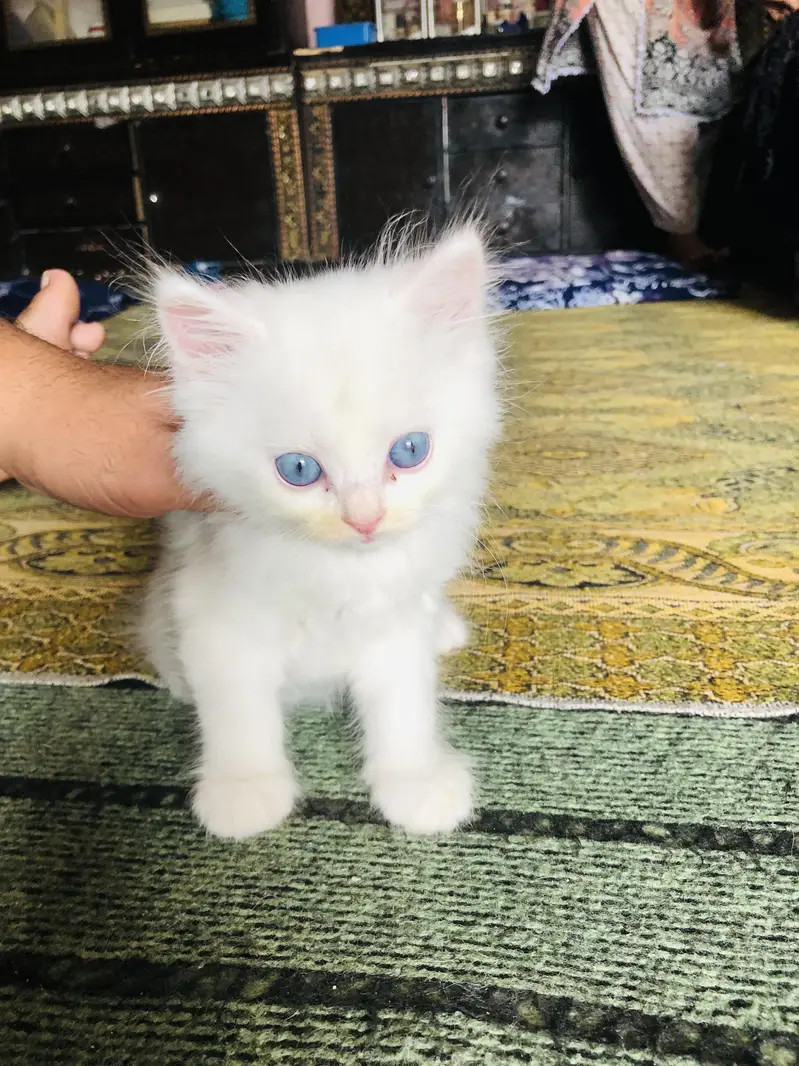 Persian kittens for sale 3 Males — photo 2
