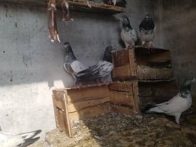 kabooter urgent for sale کبوتر