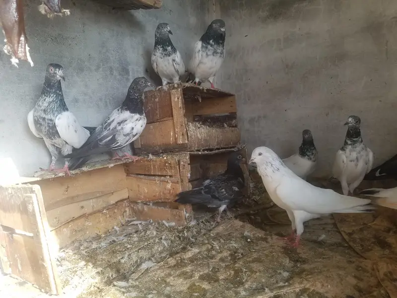 kabooter urgent for sale کبوتر — photo 2
