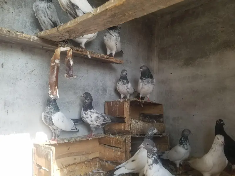 kabooter urgent for sale کبوتر — photo 3