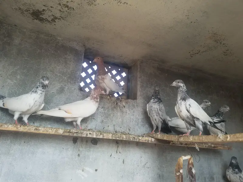 kabooter urgent for sale کبوتر — photo 4
