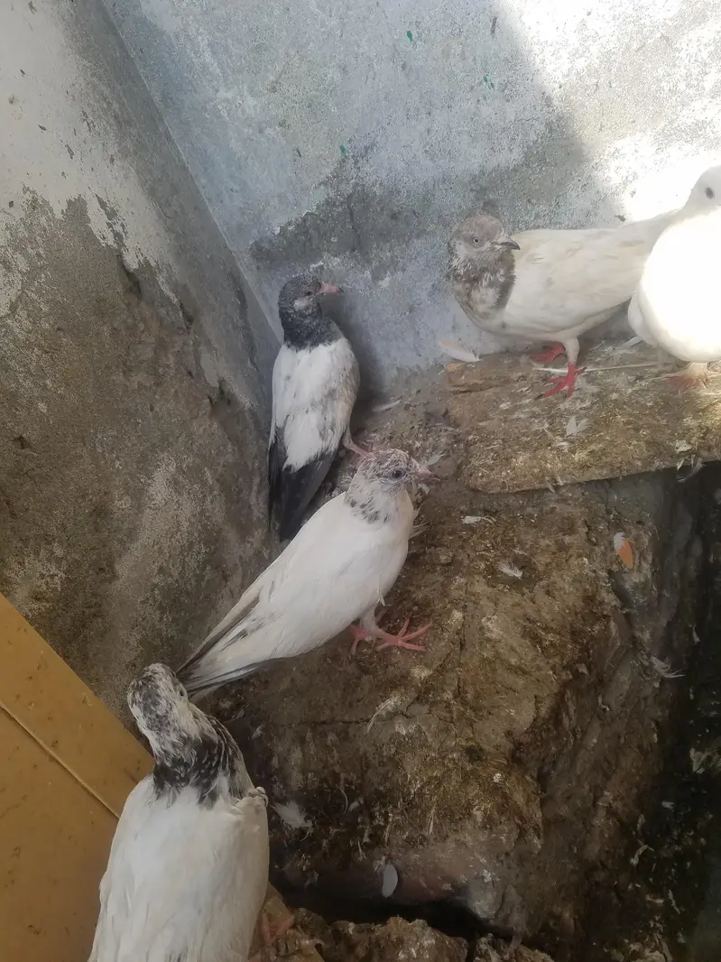 kabooter urgent for sale کبوتر — photo 5