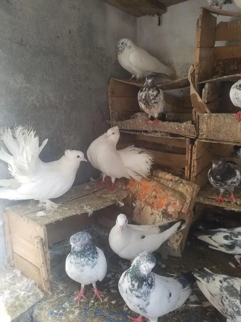 kabooter urgent for sale کبوتر — photo 6
