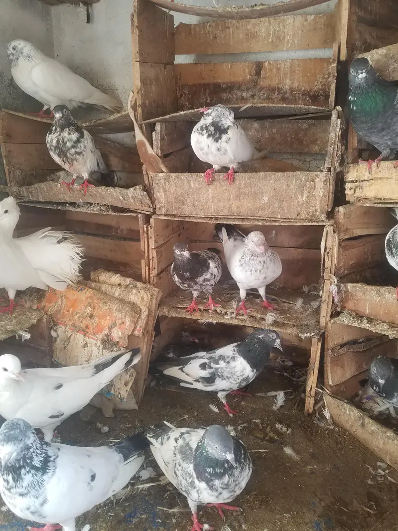 kabooter urgent for sale کبوتر — photo 7