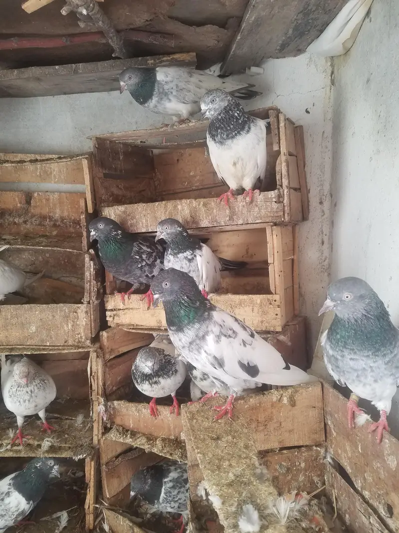 kabooter urgent for sale کبوتر — photo 8