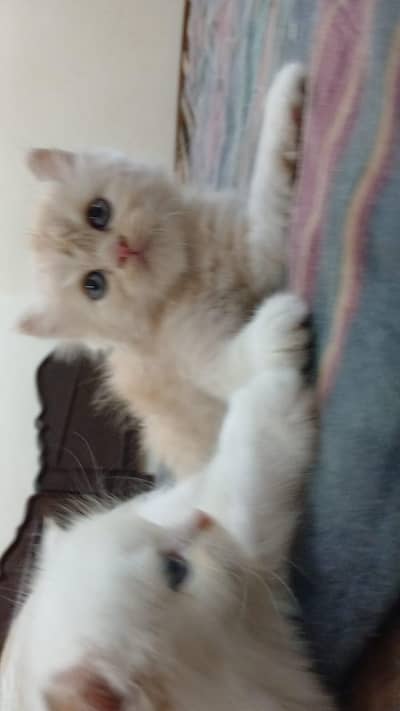 Persian Kitten