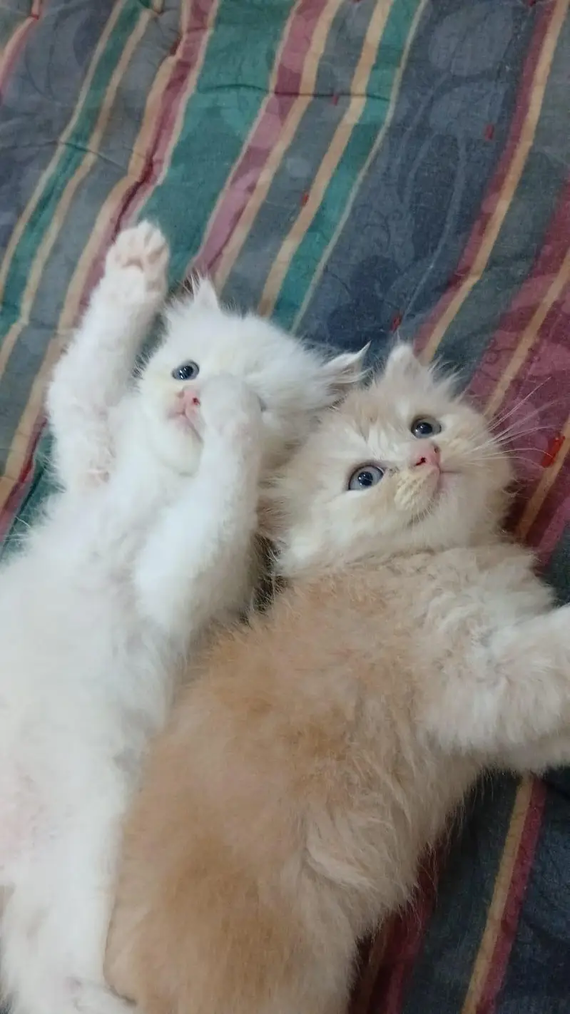 Persian Kitten — photo 2