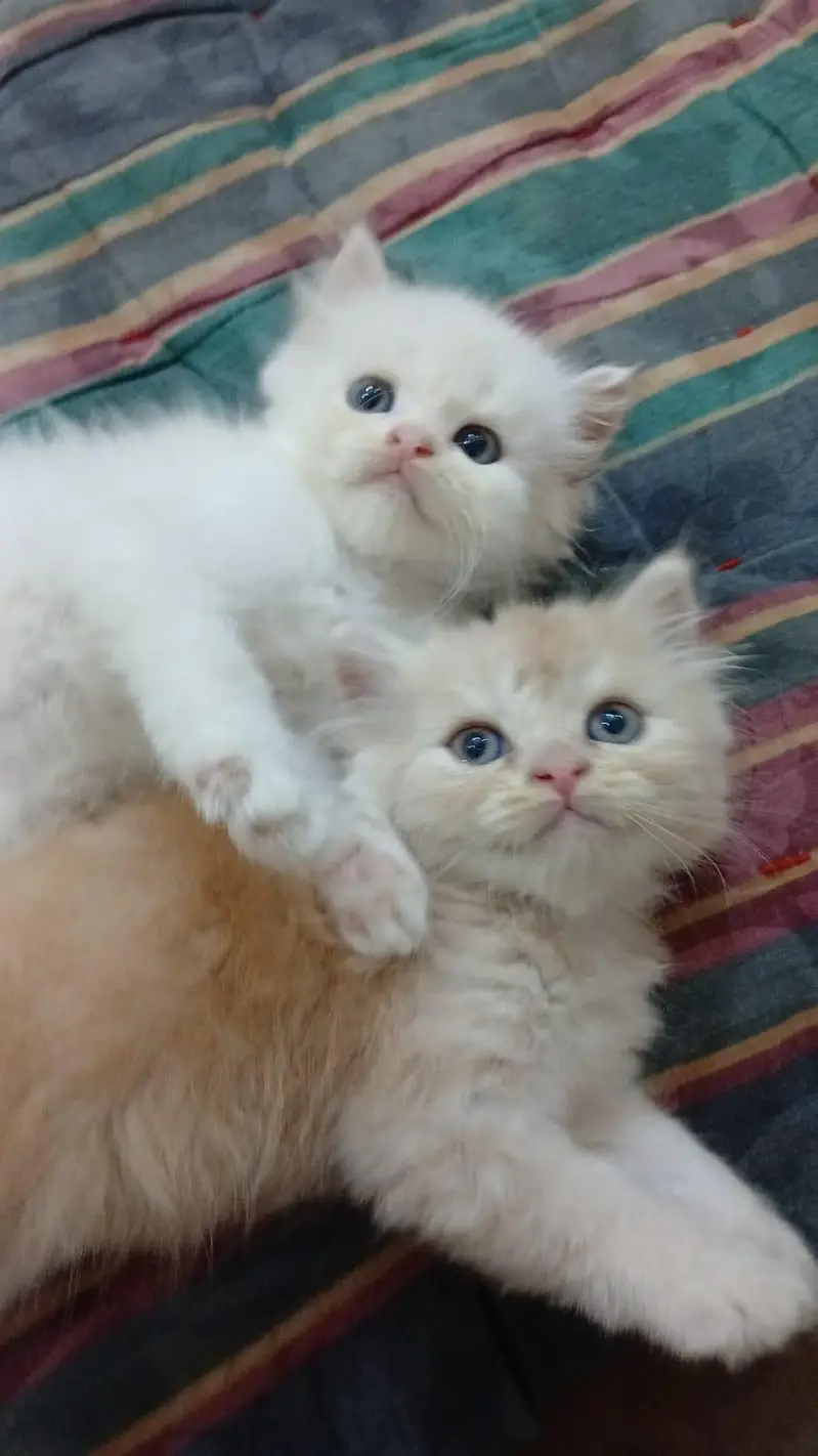 Persian Kitten — photo 3