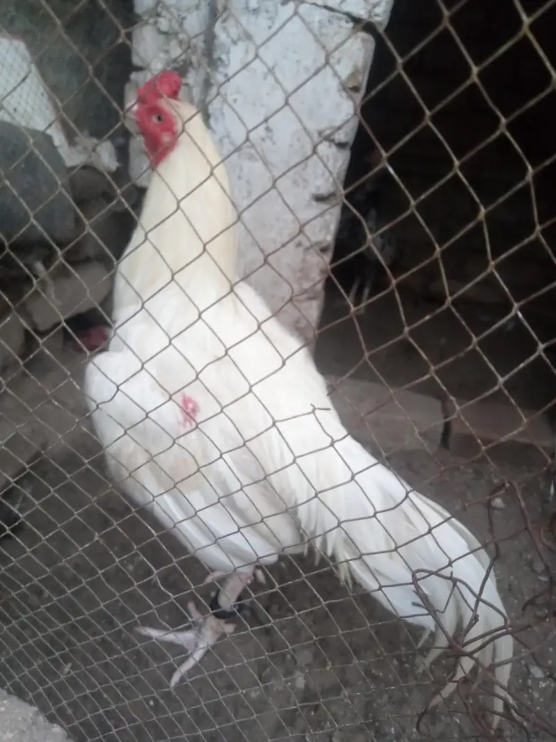 aseel murga Heera WhatsApp 03105018400 — photo 3