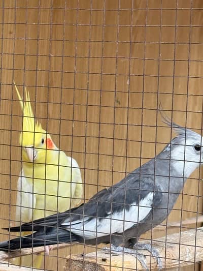 Singing Cocktails