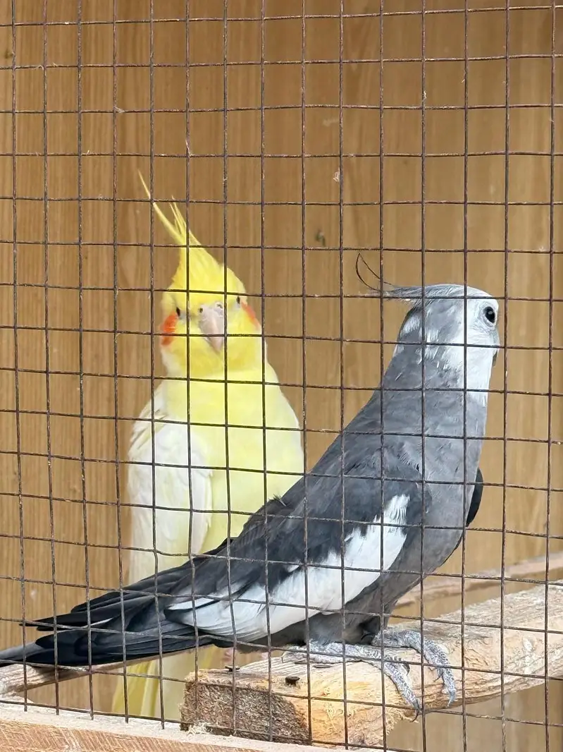 Singing Cocktails — photo 8