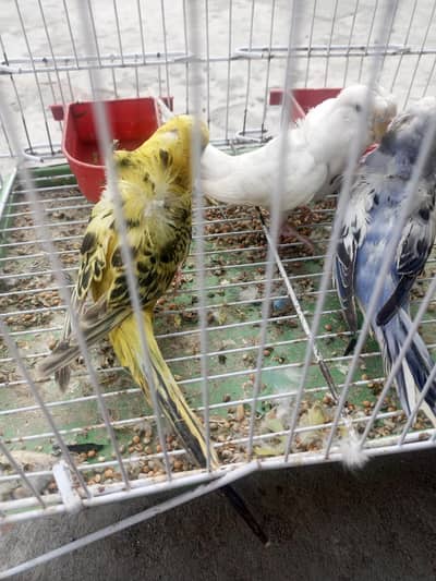 hogo parrot sale 03494742946