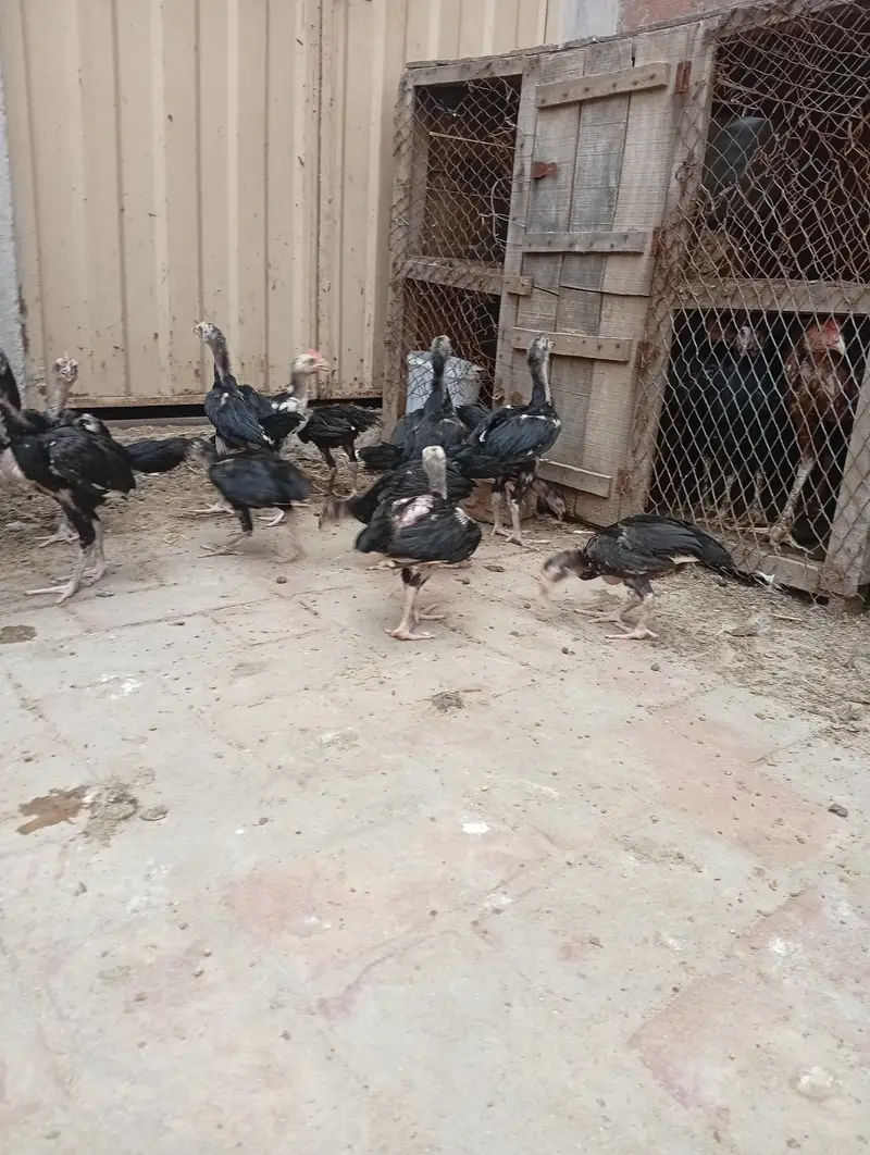 Pure Aseel chicks — photo 2