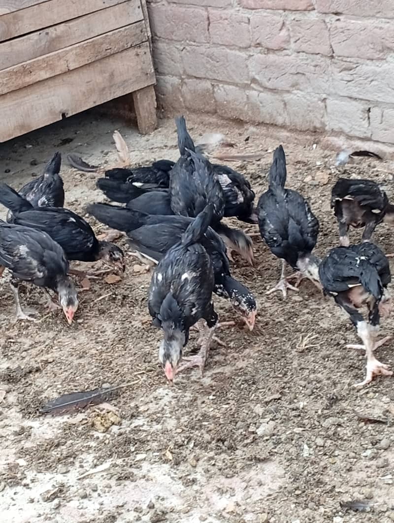 Pure Aseel chicks 2