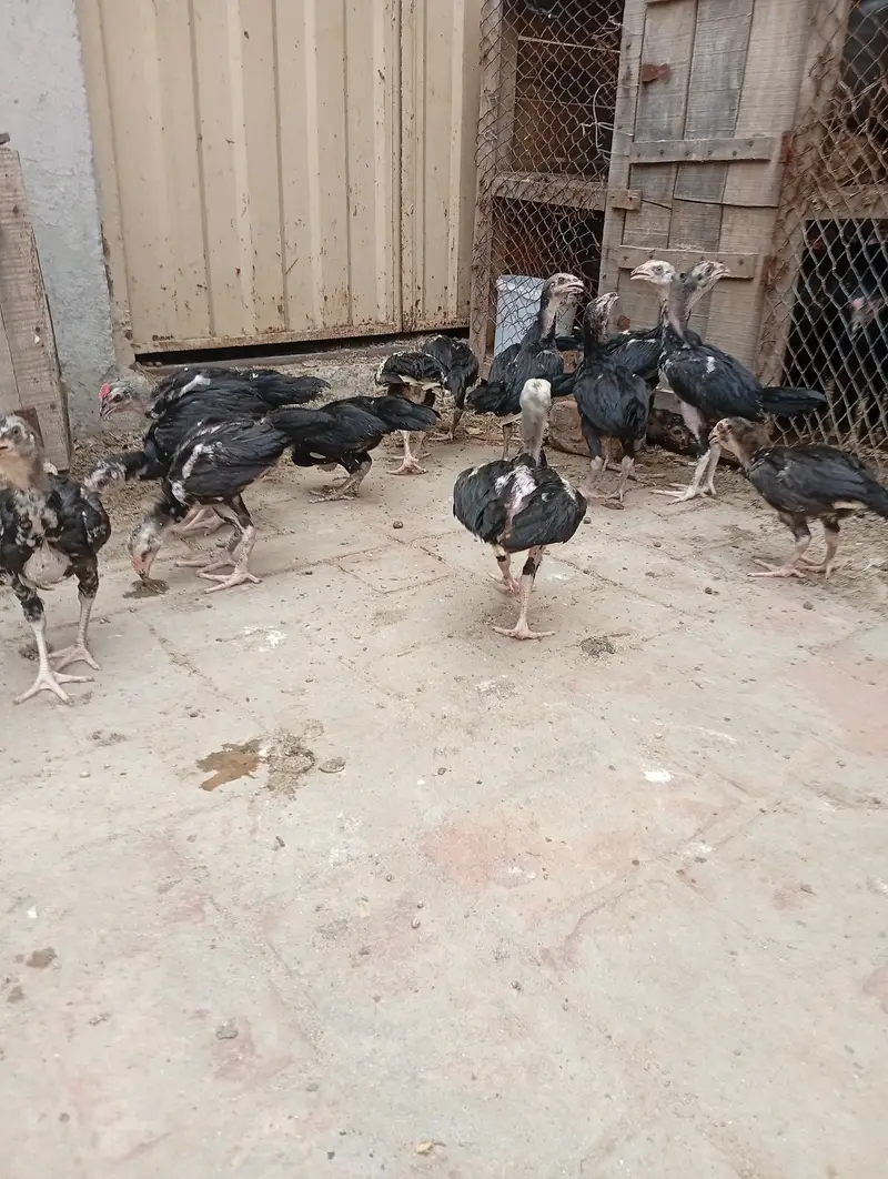 Pure Aseel chicks — photo 4